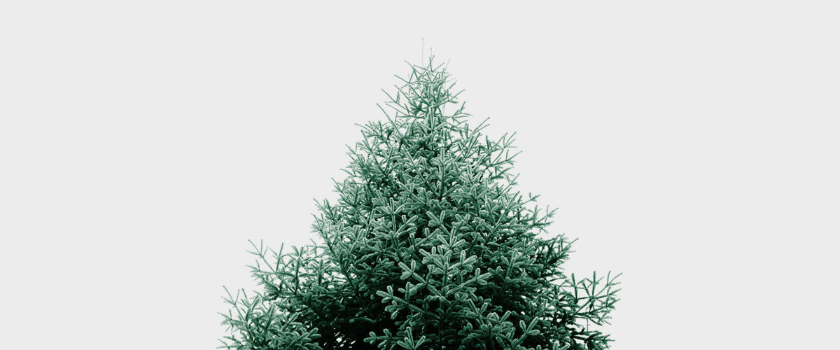 Stockton Christmas Tree Collection Stockton Recycles